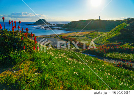 下田　水仙まつり 46910684