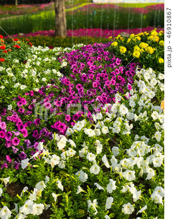 group of Beautiful Petunia flowers in the garden group of Beautiful Petunia flowers in the garden 46910867