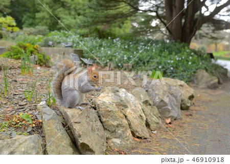 Brown squirrel with nuts 46910918