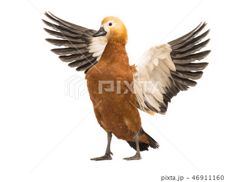female Beautiful bright red duck (Ogar) female Beautiful bright red duck (Ogar) 46911160