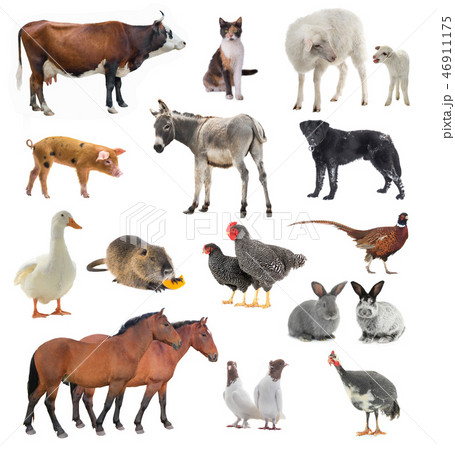 collage livestock isolated on white 46911175