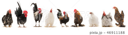 scollage six ock and two hen isolated scollage six ock and two hen isolated 46911188
