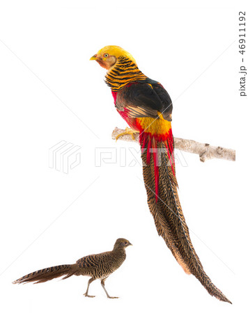 male and female pheasant gold male and female pheasant gold 46911192