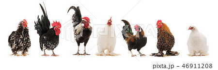 scollage six ock and hen isolated scollage six ock and hen isolated 46911208