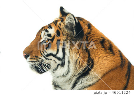 portrait tiger isolated portrait tiger isolated 46911224