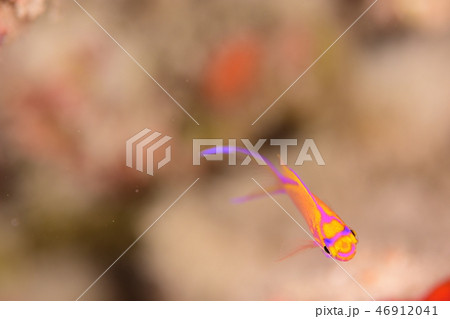 ハナゴンベの幼魚 46912041