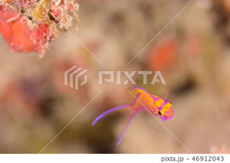 ハナゴンベの幼魚 ハナゴンベの幼魚 46912043