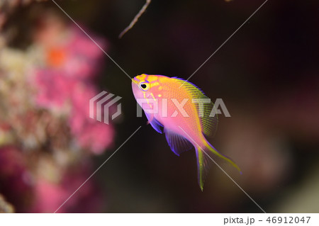 ハナゴンベの幼魚 ハナゴンベの幼魚 46912047