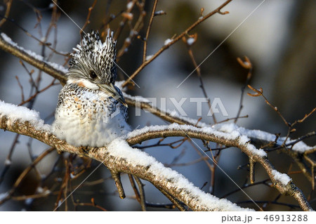冬のヤマセミ 46913288