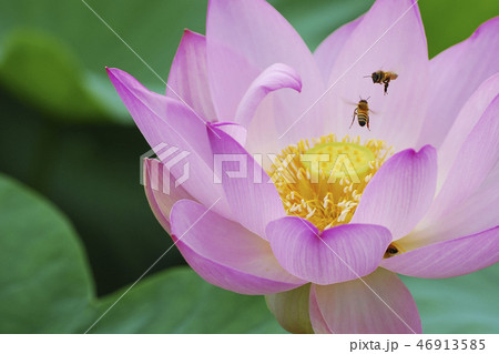 蓮 着 凧 46913585