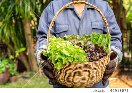 Woman holding wooden basket with fresh organic vegetables from garden farm. Woman holding wooden basket with fresh organic vegetables from garden farm. 46913671