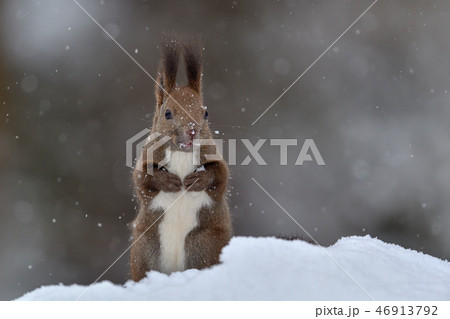 雪の中のエゾリス 雪の中のエゾリス 46913792
