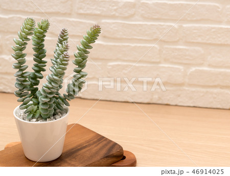 small plant on desk as decoration 46914025