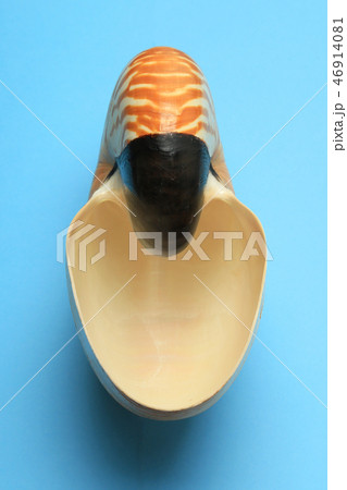 オウムガイ　 46914081