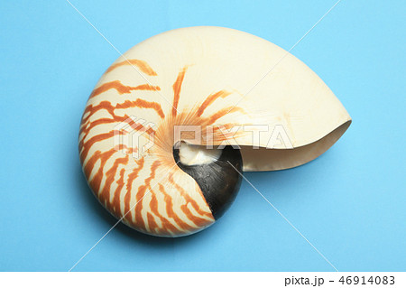 オウムガイ　 46914083