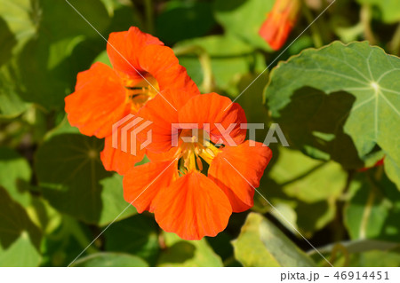 Garden nasturtium 46914451
