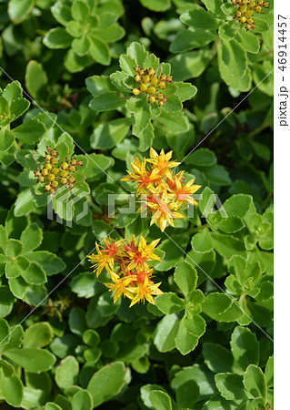 Russian Stonecrop 46914457