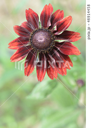 Gloriosa Daisy Cherry Brandy 46914458