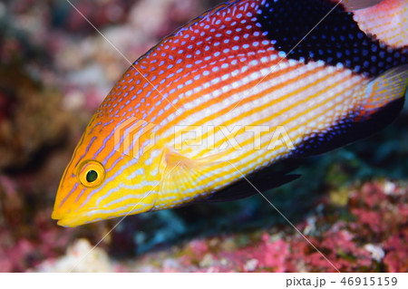 ヒレグロベラの若魚 ヒレグロベラの若魚 46915159