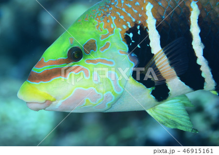 シマタレクチベラの成魚 シマタレクチベラの成魚 46915161