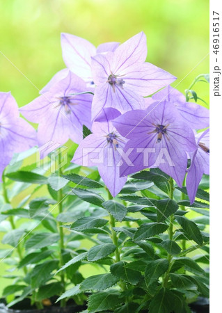 キキョウ　自然背景　青い花 46916517