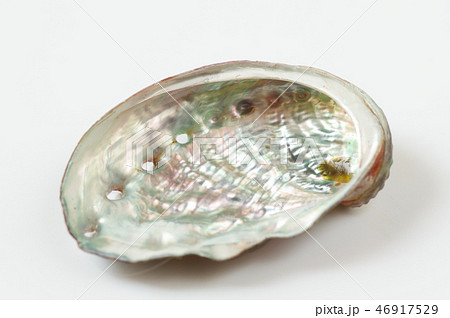 エゾアワビの貝殻 46917529