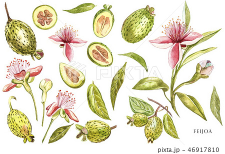 Watercolor illustration feijoa plant. Hand drawn watercolor painting on white background. Watercolor 46917810