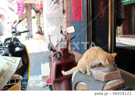 台湾 平溪の猫 台湾 平溪の猫 46918122
