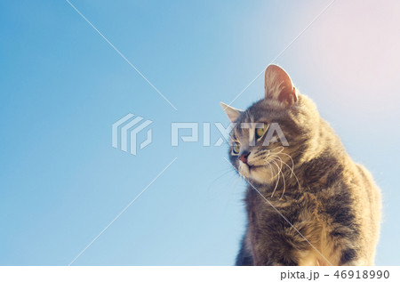 gray cat looks away on a blue background gray cat looks away on a blue background 46918990