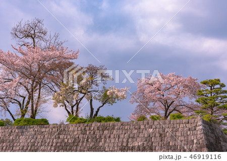 駿府城と桜 46919116