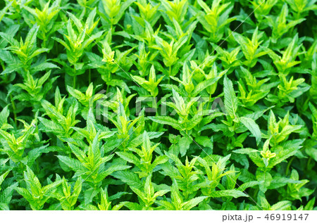 fresh green young mint in the garden fresh green young mint in the garden 46919147