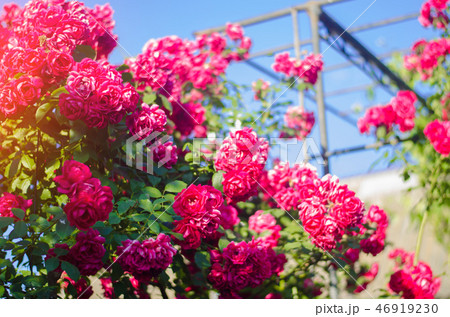 Beautiful bush of pink roses in a spring garden Beautiful bush of pink roses in a spring garden 46919230