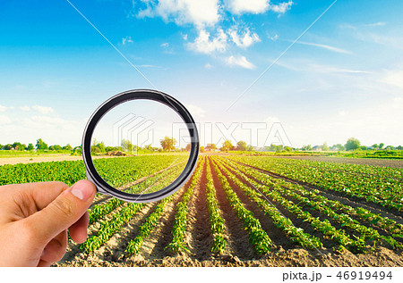 The food scientist checks the crop for chemicals 46919494