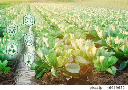 Natural watering of agriculture. High technologies 46919652