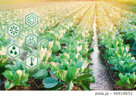 Natural watering of agriculture. High technologies 46919653