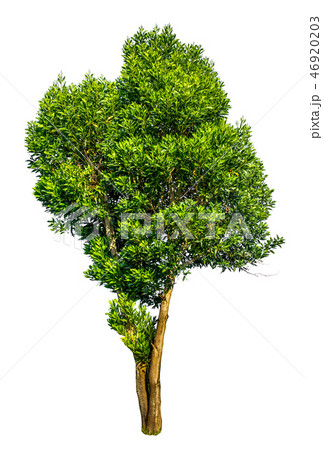 Isolated tree on white background.	 46920203
