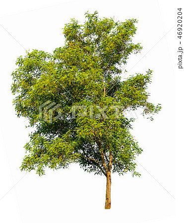 Isolated tree on white background. Isolated tree on white background. 46920204