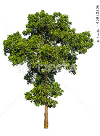 Isolated tree on white background. Isolated tree on white background. 46920206