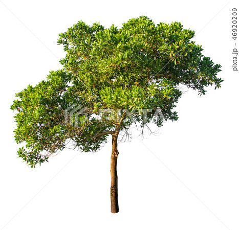 Isolated tree on white background.	 46920209