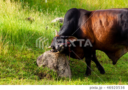 Close up portrait of the beautiful brown and red c 46920536