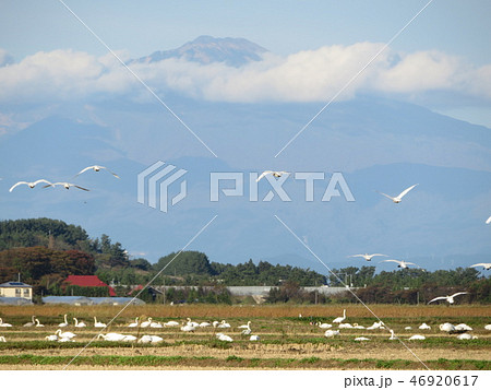 鳥海山 庄内平野 46920617