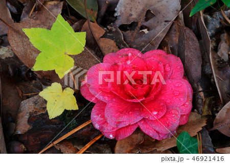 落椿(菊冬至) 落椿(菊冬至) 46921416