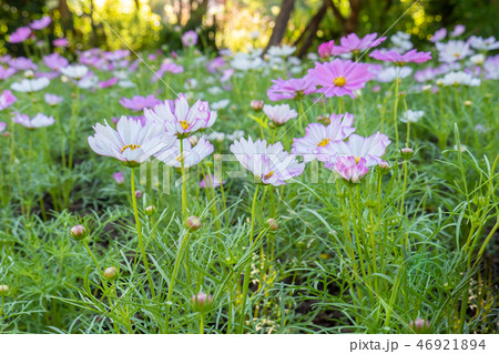 Soft focus, Beautiful cosmos flower in garden Soft focus, Beautiful cosmos flower in garden 46921894