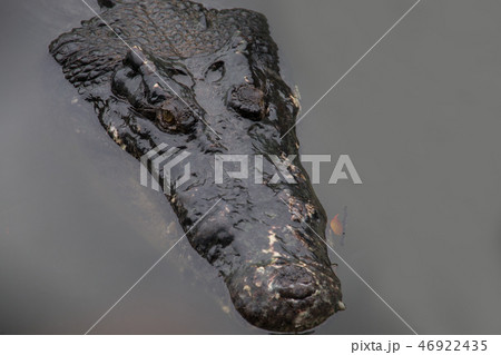 close up of a head crocodile in the water 46922435