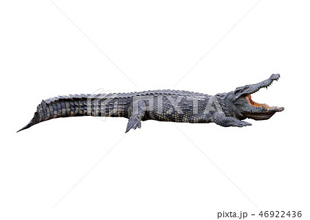 crocodile isolated on white background 46922436