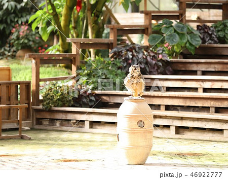 バードショーのミミズク（着地6） 46922777