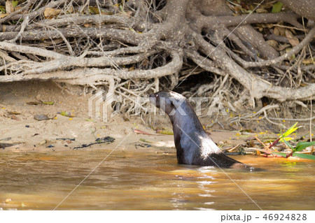 Giant otter from Pantanal, Brazil Giant otter from Pantanal, Brazil 46924828
