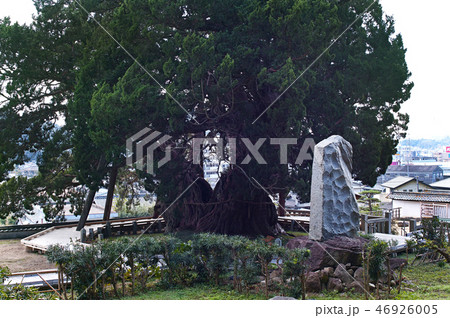 【小豆島・特別天然記念物】宝生院のシンパク(宝生院の真柏) 【小豆島・特別天然記念物】宝生院のシンパク(宝生院の真柏) 46926005