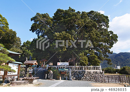 【小豆島・特別天然記念物】宝生院のシンパク（宝生院の真柏） 46926035
