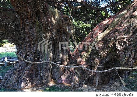 小豆島 特別天然記念物 宝生院のシンパク 宝生院の真柏 の写真素材